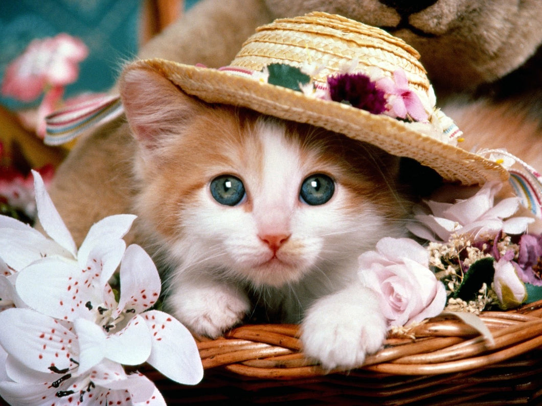 5d Cat Diamond Painting Kit Premium-85
