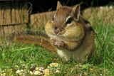 Chipmunk Eat Diamond Painting Kit - DIY