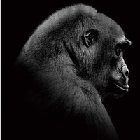 Thumbnail for Gorilla Animal Diamond Painting Kit - DIY