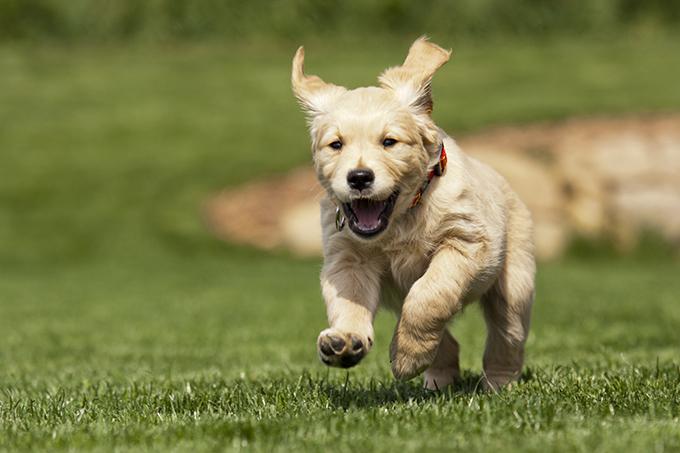Golden Retriever Puppies Diamond Painting Kit - DIY