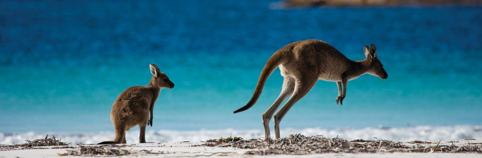 Kangaroo Mom Island Diamond Painting Kit - DIY