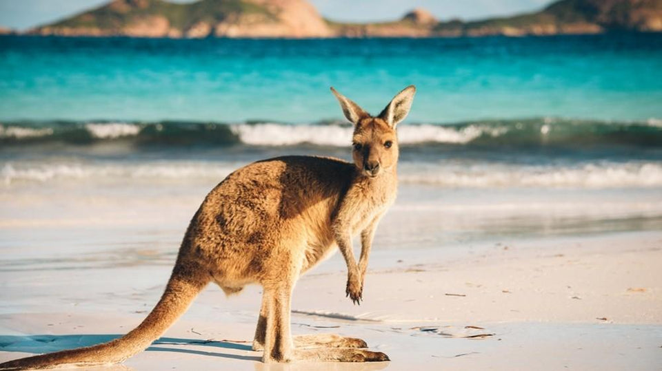 Kangaroo Island Diamond Painting Kit - DIY
