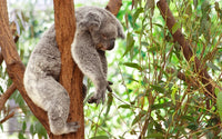 Thumbnail for Koala Sleep Diamond Painting Kit - DIY