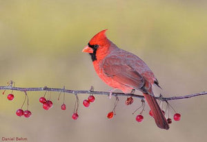Cardinal Tree Diamond Painting Kit - DIY