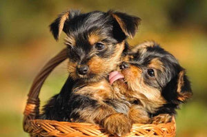 Yorkie Cute Love Diamond Painting Kit - DIY