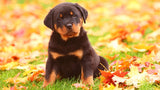 Rottweiler Puppy Lover Diamond Painting Kit - DIY